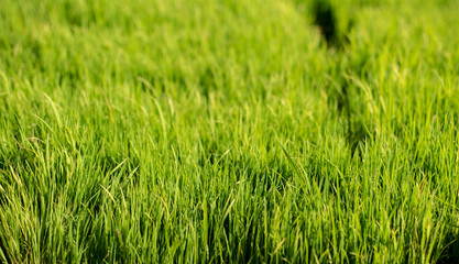 Rice field background