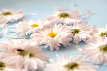 A lot of daisies with petals on a blue background.