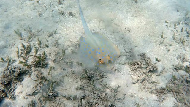 Bluespotted ribbontail ray, Marsa Alam Egypt