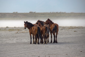 horses on the beach