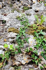 Felswand mit Efeu
