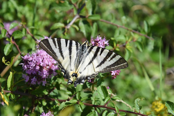 Scarce Swallowtail (Iphiclides podalirius) butterfly on wild flowers. Sail Swallowtail butterfly on meadow
