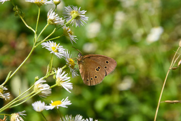 Common ringlet butterfly (Aphantopus hyperantus) on chamomile flower. Big dotted butterfly on wildflower
