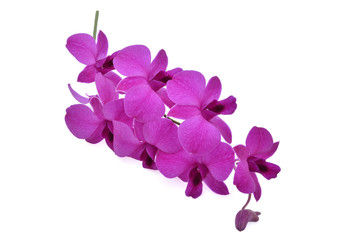 beautiful purple Phalaenopsis orchid flowers, isolated on white background