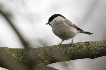 Poecile palustris - Marsh tit on a branch.