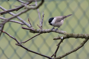 Poecile palustris - Marsh tit on a branch.