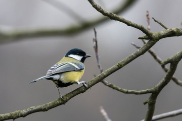 Parus major - Great tit on a branch.