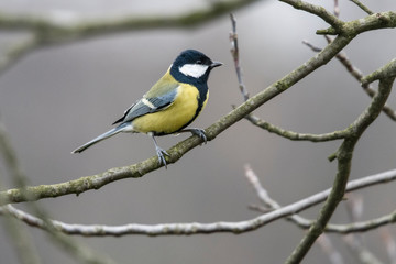 Parus major - Great tit on a branch.