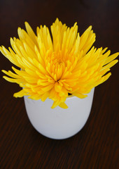 A giant Tokyo yellow chrysanthemum flower in a bud vase