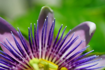 Purple and white flower of the passiflora caerulea vine