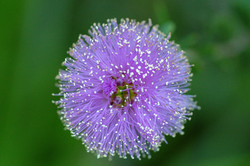 Purple Fairy Flower