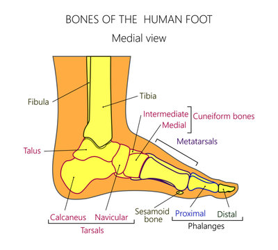 Vector illustration of a human leg with denominations of the bones of the foot. Anatomy of medial or side view of  the foot. For advertising or medical publications.