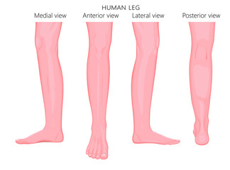 Different views, sides of a human leg (posterior, frontal, anterior, back, side, lateral, medial) with ankle and knee. Vector illustration for advertising, medical (health care) publications
