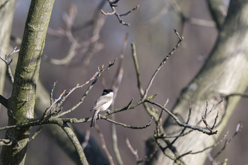 Poecile palustris - little gray bird with black cap.