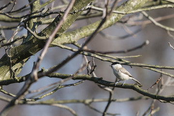 Poecile palustris - little gray bird with black cap.