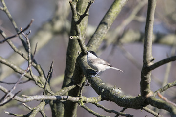 Poecile palustris - little gray bird with black cap.