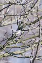 Poecile palustris - little gray bird with black cap.