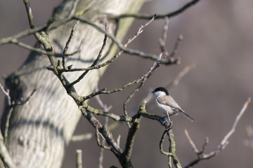 Fototapeta premium Poecile palustris - little gray bird with black cap.