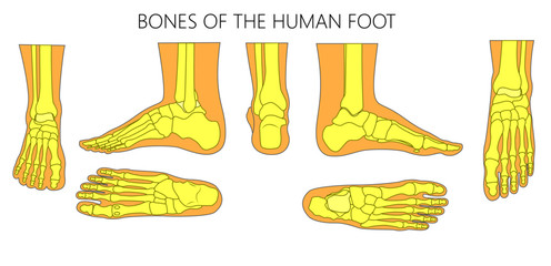 Different views  of a human foot (front, back, side, lateral, medial, dorsal and plantar) isolated on white background. Vector illustration for medical (health care) use