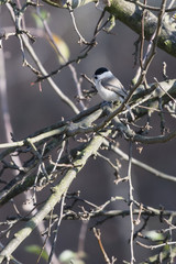 Poecile palustris - little gray bird with black cap.