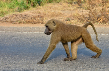 Monkey walks along a road. Close up. African wildlife. Amazing image of a wild animal in natural environment. Awesome portrait of olive baboon.
