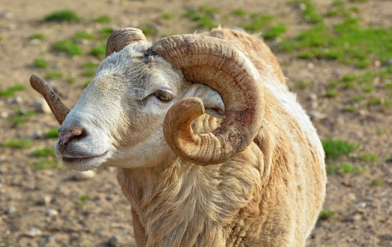 White- brown ram. Animals with big horns. Countryside.. Stock Photo | Adobe  Stock