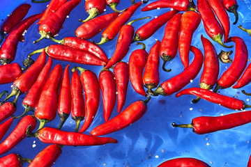 Red hot chili pepper in a blue basin with water