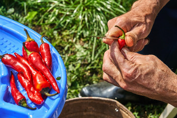 Red hot chili pepper cleaning. Cleaning hot pepper with a knife. Old man's hands