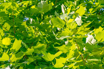 Green Leaves