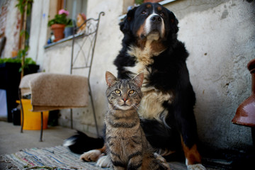 Bernese Mountain Dog with a cat cute