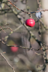 Small red apple on a tree.