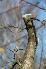 Treated cutting wounds on a fruit tree.