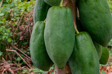 Nahaufnahme einer Papaya-Staude