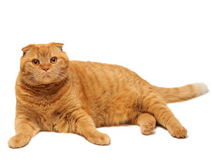 red cat isolated on white background
