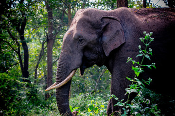 Fototapeta premium Asian Wild Elephant