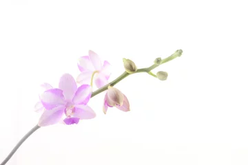 Fotobehang Orchidee Mooie zeldzame orchidee in pot op witte achtergrond