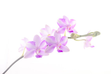 Fototapeta na wymiar Beautiful rare orchid in pot on White background