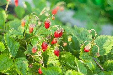 red forest organic strawberries on branch