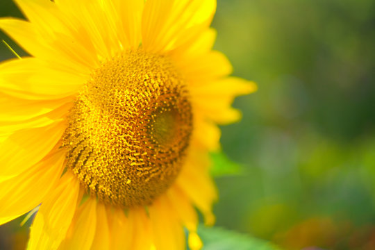 natural background image of beautiful yellow sunflower
