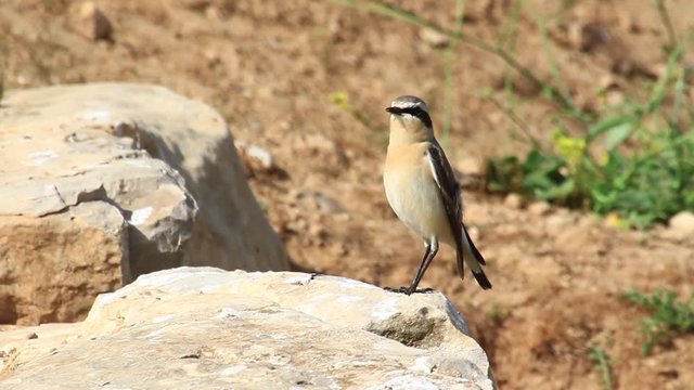 Morning wheatear bird Close shot of Morning wheatear standing on a rock