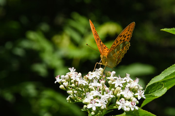 Argynnis paphia, Silver Washed Fritillary butterfly  on wildflower. Butterfly on a Sambucus ebulus flowers