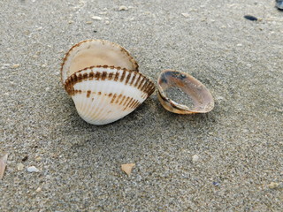 conchiglia e spiaggia mare in inverno