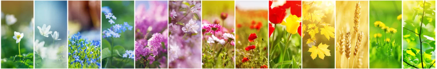 Zelfklevend Fotobehang Sering Mooie collage van bloemen op het veld