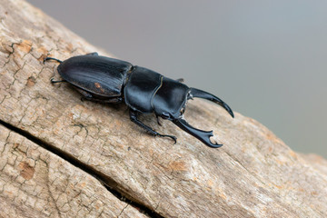 Stag beetle - Dorcus reichei
