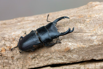 Stag beetle - Dorcus reichei