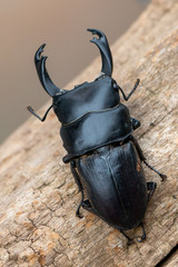 Stag beetle - Dorcus reichei