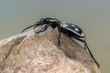Egyptian predator beetle - Anthia sexmaculata