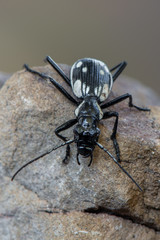 Egyptian predator beetle - Anthia sexmaculata