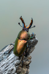 Stag beetle - Lamprima adolphinae