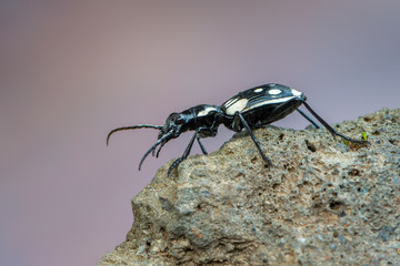 Egyptian predator beetle - Anthia sexmaculata